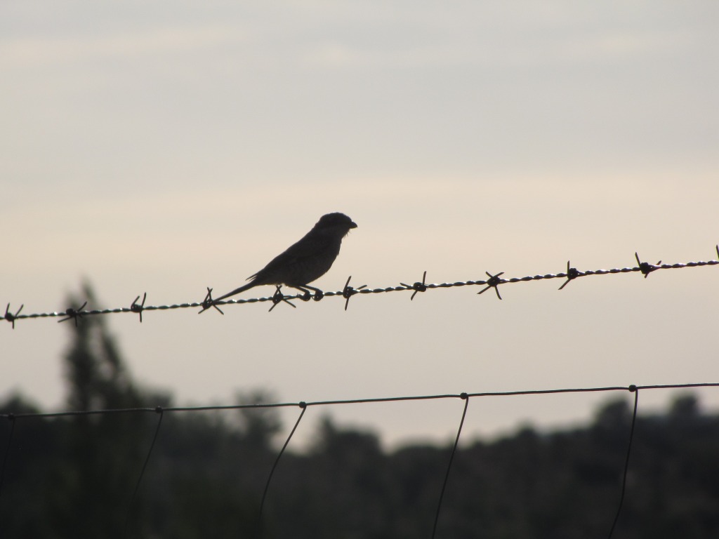PajaroYAlambrada_FerrerasDeAbajo